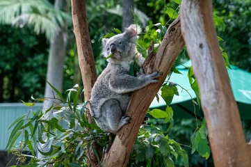 Zelfklevend Fotobehang Koala ( Phascolarctos cinereus) © Tara
