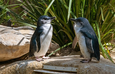 Little Blue Penguin ( Eudyptula minor)