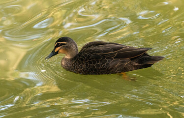 Pacific Black Duck (Anas superciliosa)