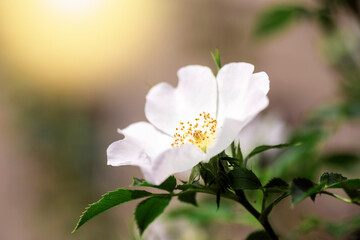 White flower rose hips in sunlight, closeup