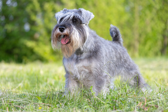 Miniature schnauzer stands in a rack on green grass