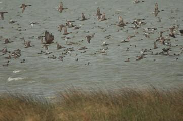 Western marsh harrier and flock of northern pintails and garganey. Oiseaux du Djoudj National Park. Saint-Louis. Senegal.