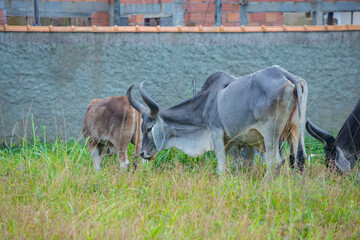 fotografia de natureza: gado, vacas e bois pastando ao ar livre fora da fazenda, durante o dia.  - obrazy, fototapety, plakaty