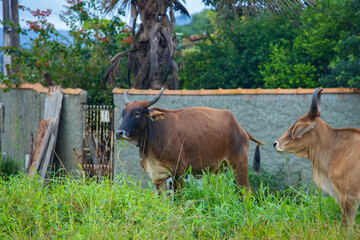 fotografia de natureza: gado, vacas e bois pastando ao ar livre fora da fazenda, durante o dia. 