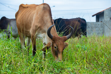 fotografia de natureza: gado, vacas e bois pastando ao ar livre fora da fazenda, durante o dia. 