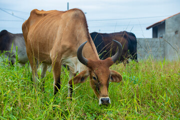 fotografia de natureza: gado, vacas e bois pastando ao ar livre fora da fazenda, durante o dia. 