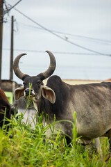 fotografia de natureza: gado, vacas e bois pastando ao ar livre fora da fazenda, durante o dia. 