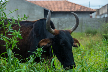 fotografia de natureza: gado, vacas e bois pastando ao ar livre fora da fazenda, durante o dia.  - Powered by Adobe