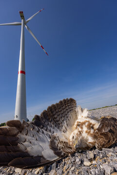 Dead buzzard  hawk, struck and killed by a wind turbine in Germany