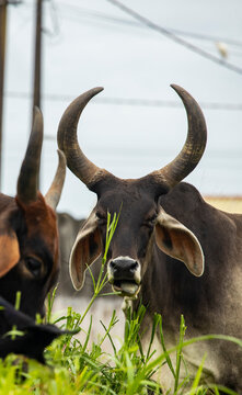 fotografia de natureza: gado, vacas e bois pastando ao ar livre fora da fazenda, durante o dia. 