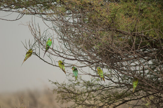 Blue-cheeked bee-eaters Merops persicus on a tree. Oiseaux du Djoudj National Park. Saint-Louis. Senegal.