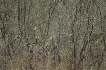 Blue-cheeked bee-eaters Merops persicus on a tree. Oiseaux du Djoudj National Park. Saint-Louis. Senegal.