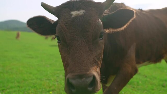 The cow looks into the camera. Cow in the pasture close-up in slow motion.