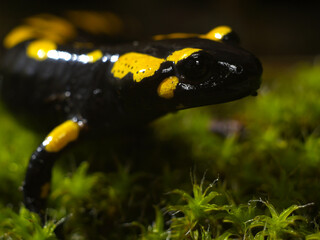 salamander face