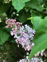 Lilac bush. Branches of beautiful lilac.