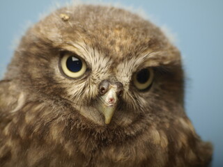 athene noctua