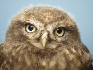 athene noctua, owl, portrait