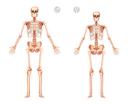 Set of Women and Men Skeleton Human body with open hands position bones of male, female. Lady and gentlemen front view. 3D realistic flat girl and boy concept Vector illustration of anatomy isolated