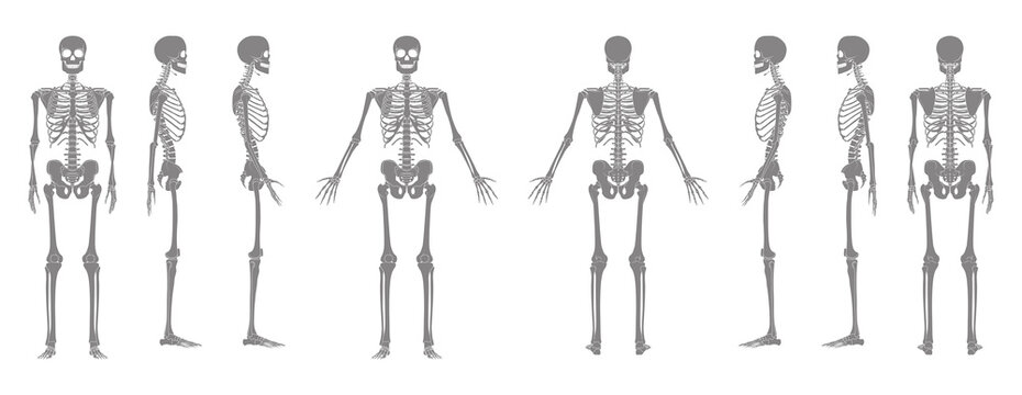 Set of Skeleton greyscale Human body bones hands, legs, chests, heads, vertebra, pelvis, Thighs front back side view. Flat concept Vector illustration of anatomy isolated on white background