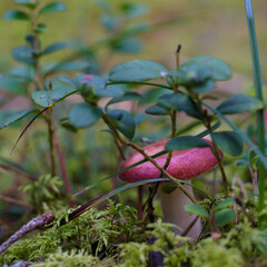 A close-up of a strong young russula with a purple-pink cap that peeks out from under the foliage of a lingonberry. - obrazy, fototapety, plakaty