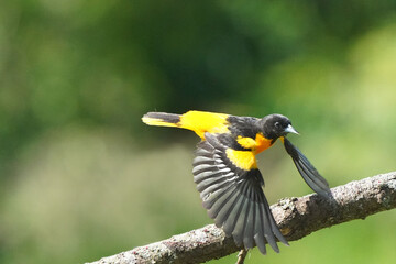 Baltimore Orioles flying perching, eating nectar off Hummingbird feeder and taking off on bright summer day