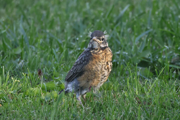 American Robins collecting food for chicks and taking food to nest for two remaining chicks. Two died from predation. Bright summer day