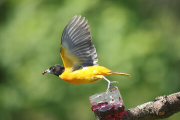 Baltimore Orioles flying perching, eating nectar off Hummingbird feeder and taking off on bright summer day