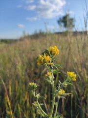 Obraz premium yellow flowers in the field