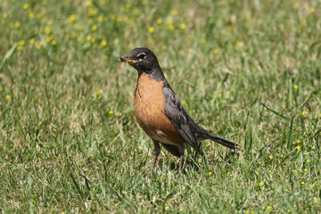 American Robins collecting food for chicks and taking food to nest for two remaining chicks. Two died from predation. Bright summer day