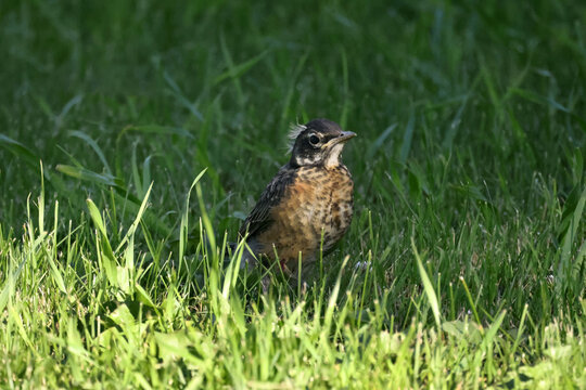 American Robins collecting food for chicks and taking food to nest for two remaining chicks. Two died from predation. Bright summer day