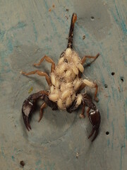 euscoroius flvicaudis