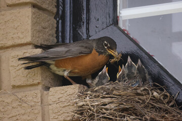 American Robins collecting food for chicks and taking food to nest for two remaining chicks. Two...