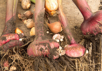 Gladiolus Bulbs  with roots and stalk. Beautiful photo  for flower farm, flower market, shop. ...