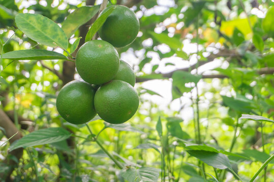 green lemon or key lime fruit on tree at agriculture garden.