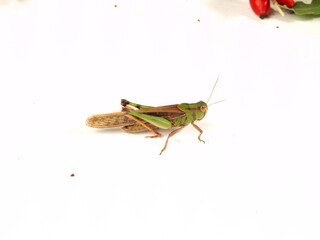 grasshopper migratory