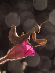 Obraz premium mantis art