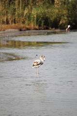 Flamingo in Molentargius Park of Cagliari, Italy