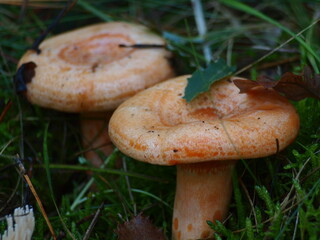 mushrooms
