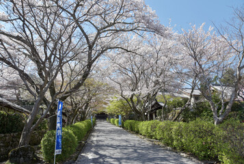 春の西教寺　参道　滋賀県大津市坂本