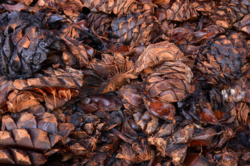 The process of mezcal