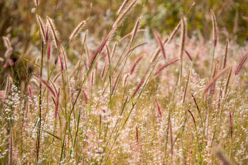 A beleza de algo comum