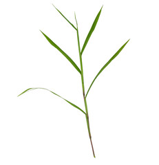 Green grass with long blades isolated on white background.