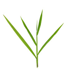 Green grass with long blades isolated on white background.