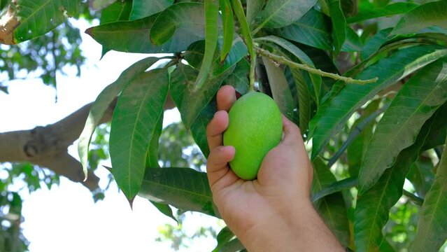Fresh mango, man checking mango production, fresh mango production, new mango production in summer, man checking mangoes
