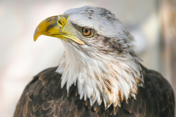 Bald Eagle side view