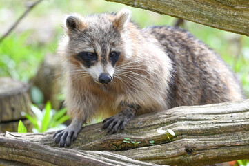 Raccoon climbing through fence