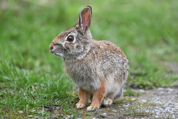 Eastern Cottontail Rabbit