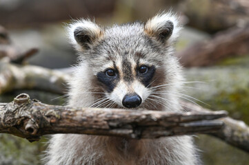 Cute Raccoon