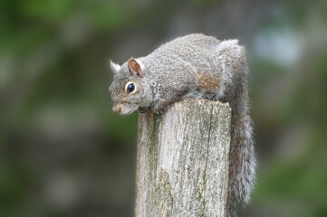 Squirrel on a post