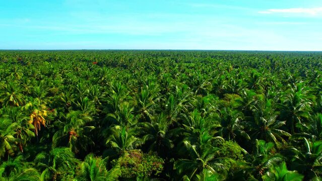 An aerial view from a drone flying over a beautiful green coconut grove. natural pattern background Agriculture Industry in Amphawa, Samut Songkhram Province, Thailand
